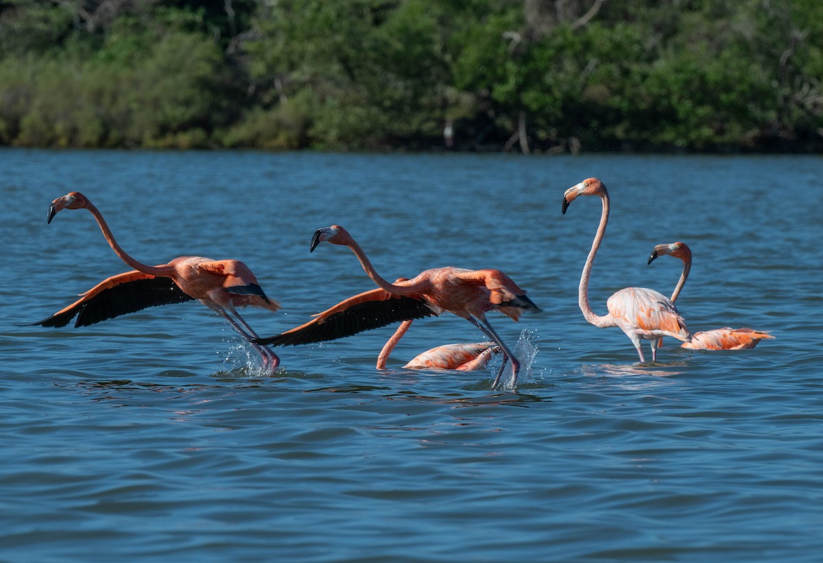 American Flamingo - ML646379083