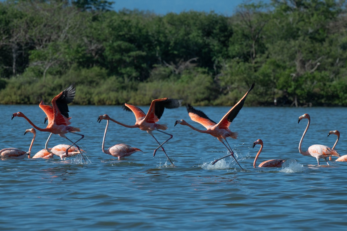 American Flamingo - ML646379084