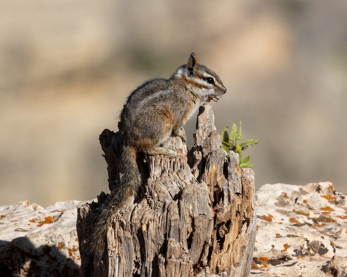 Cliff Chipmunk - ML646379085