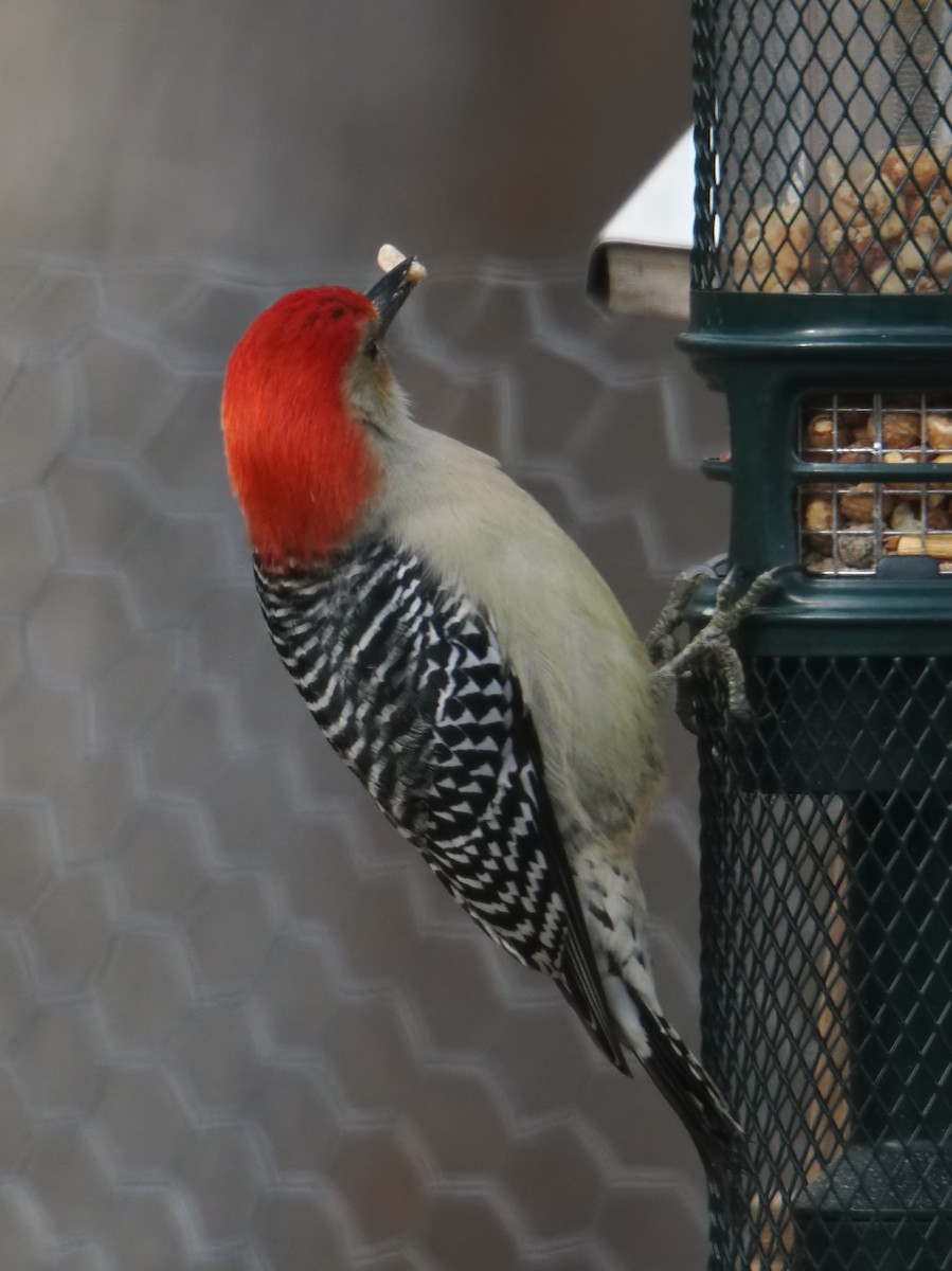 Red-bellied Woodpecker - ML646379086