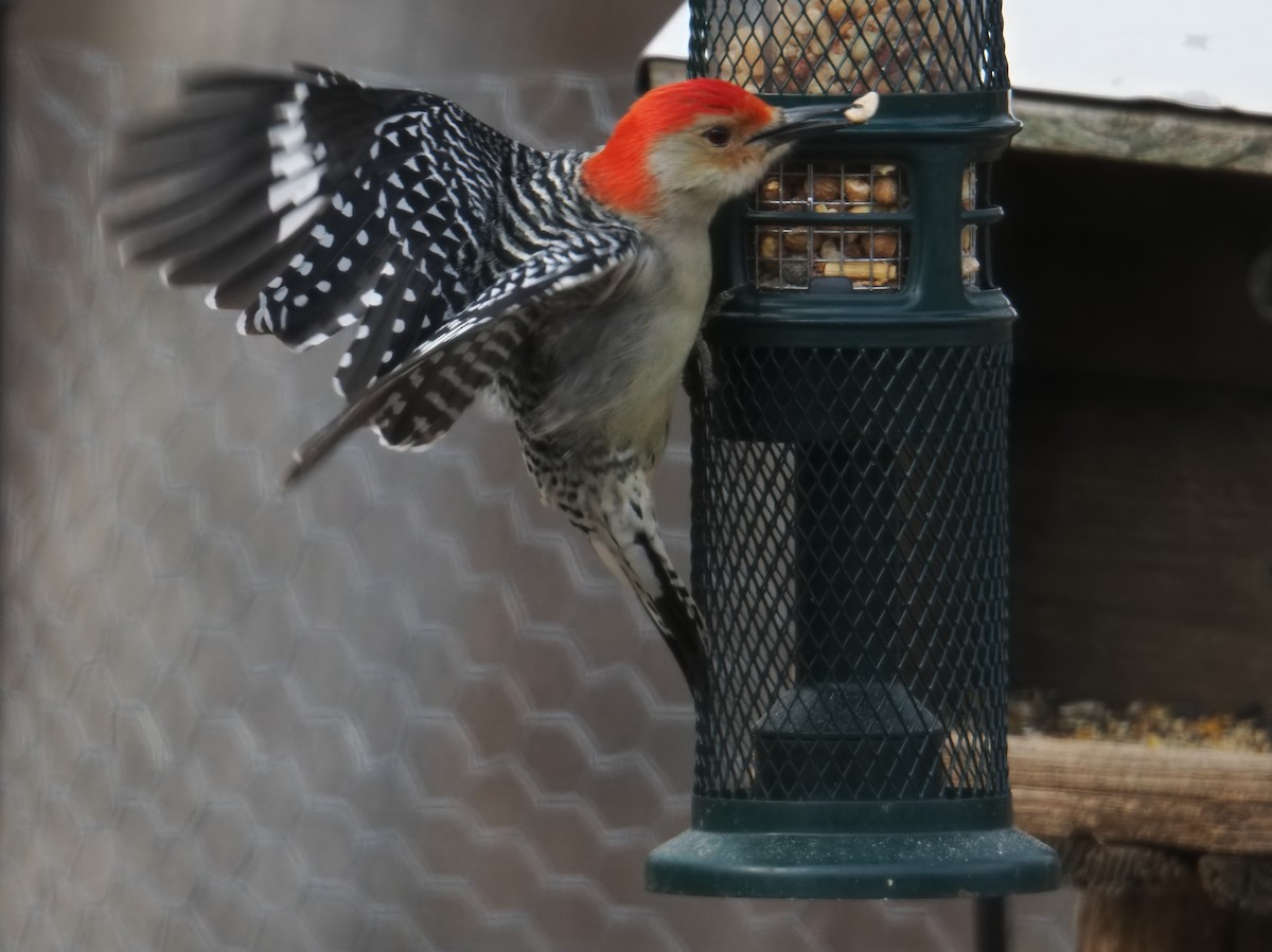 Red-bellied Woodpecker - ML646379087