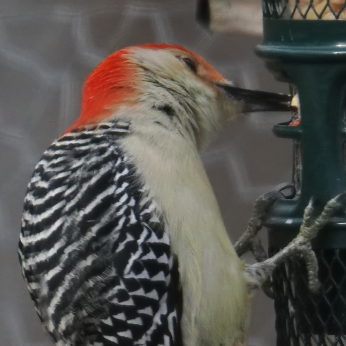 Red-bellied Woodpecker - ML646379088