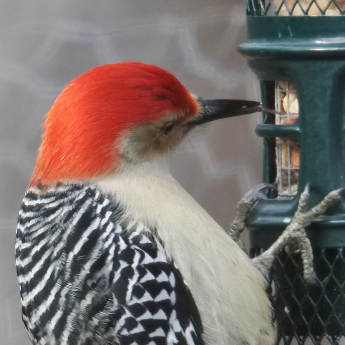 Red-bellied Woodpecker - ML646379089