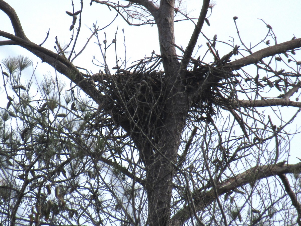 Bald Eagle - ML646379090