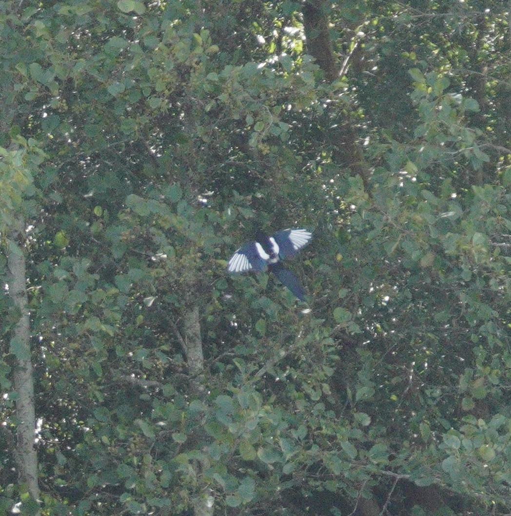 Eurasian Magpie - ML646379092