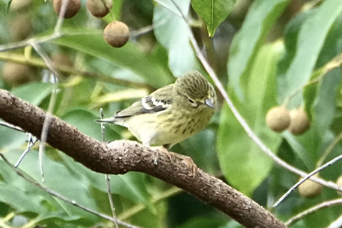 Blackpoll Warbler - ML646379093