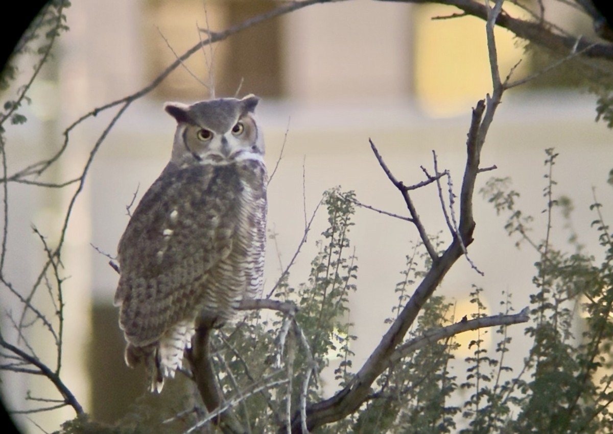 Great Horned Owl - ML646379094