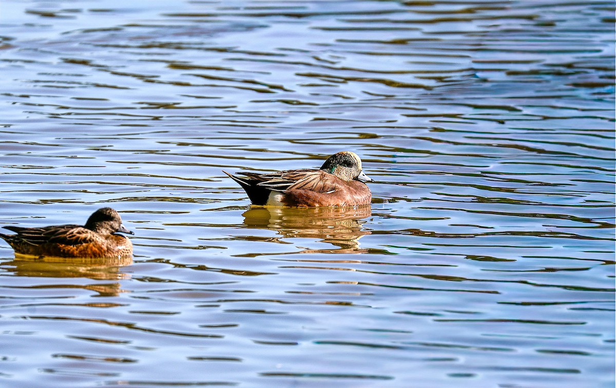 American Wigeon - ML646379105