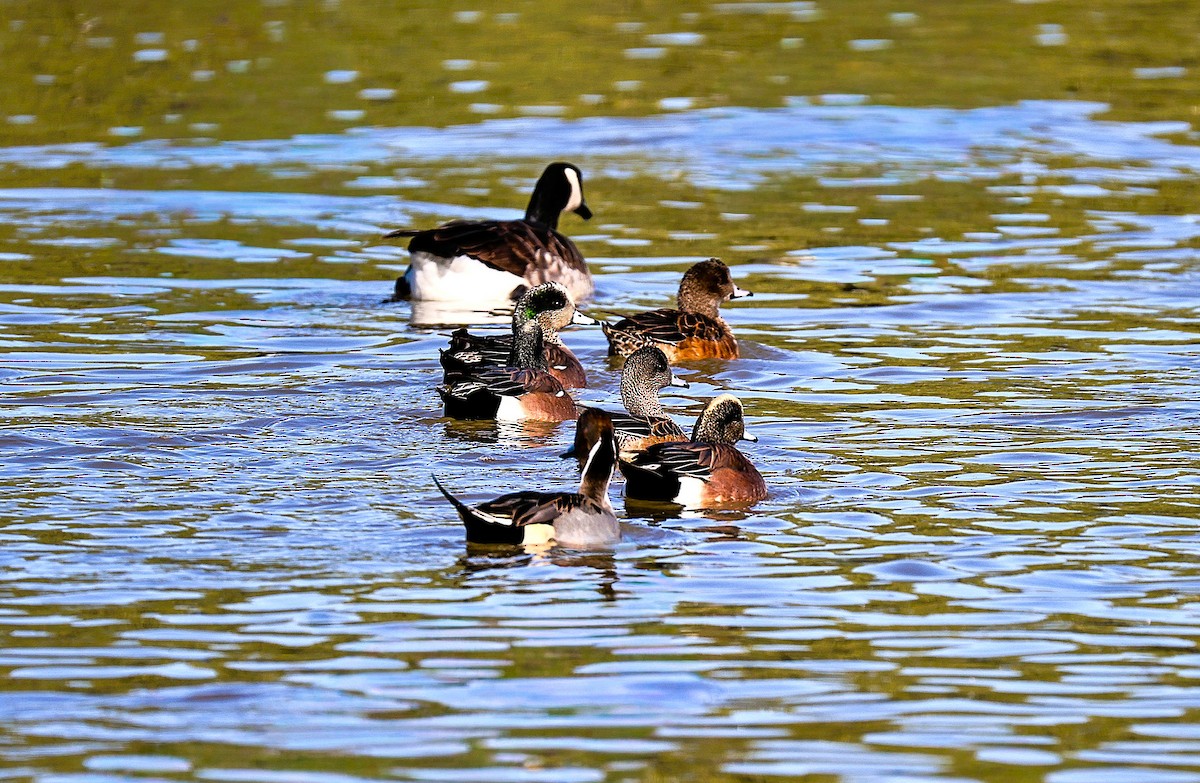 American Wigeon - ML646379106