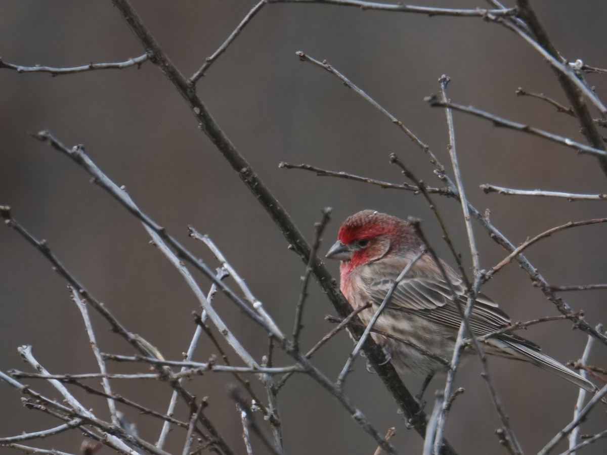 House Finch - ML646379108