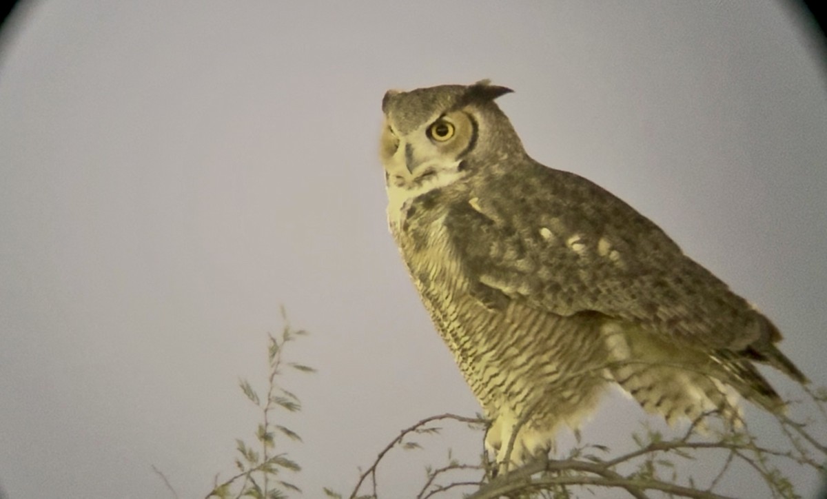 Great Horned Owl - ML646379110