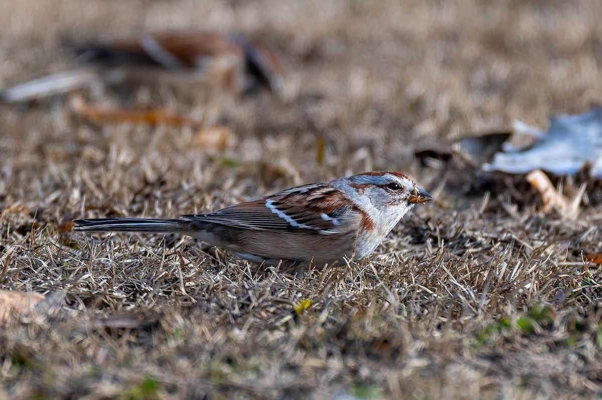 American Tree Sparrow - ML646379112