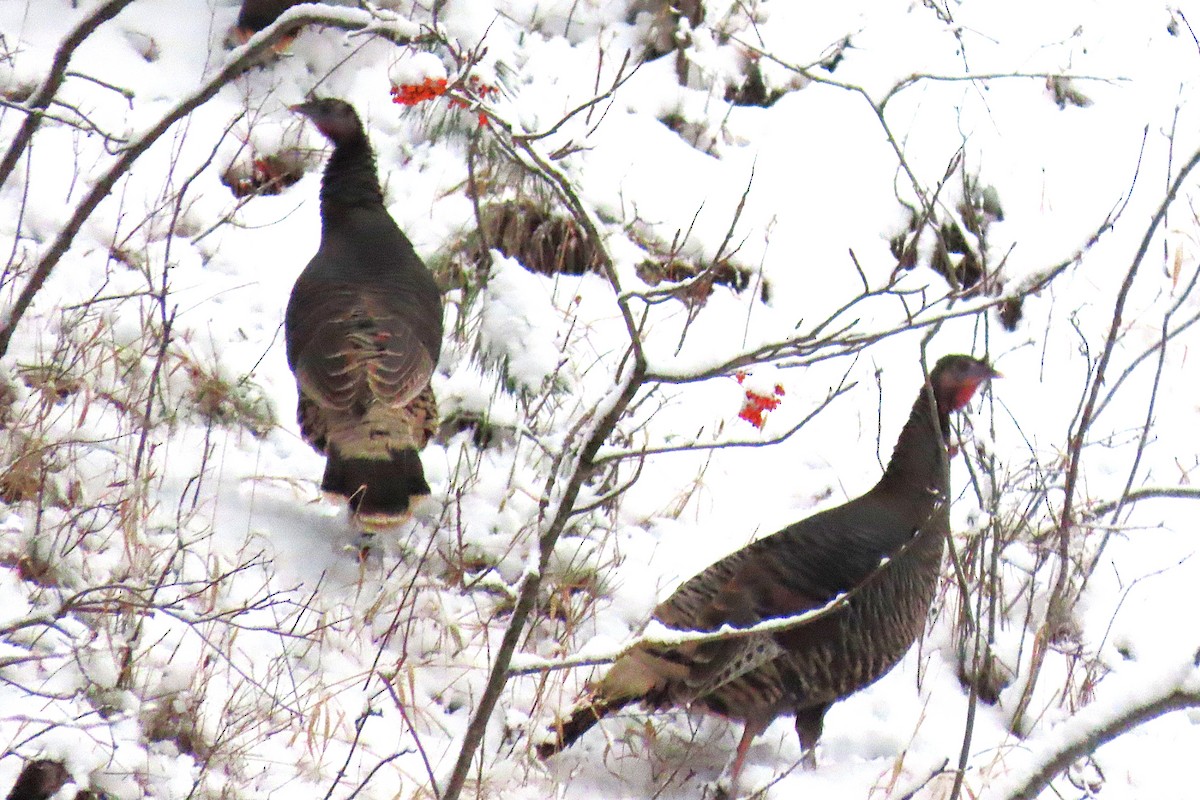 Wild Turkey - ML646379113