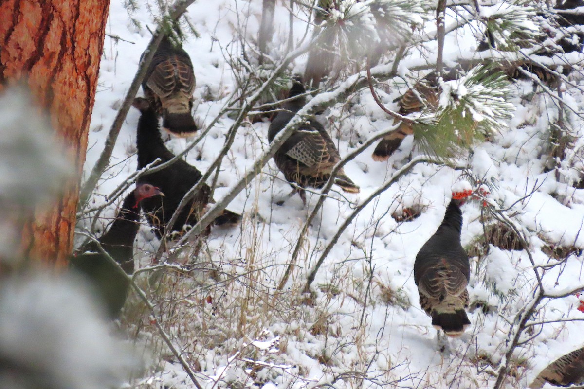 Wild Turkey - ML646379114