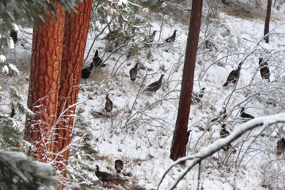 Wild Turkey - ML646379115