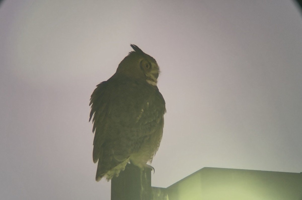 Great Horned Owl - ML646379116