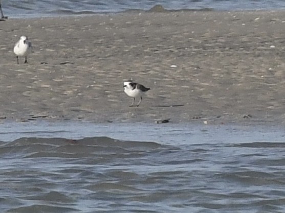 Snowy Plover - ML646379121