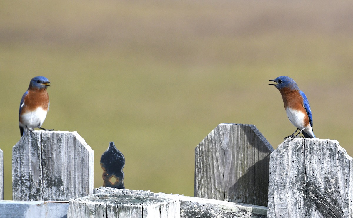 Блакитник східний - ML646379122