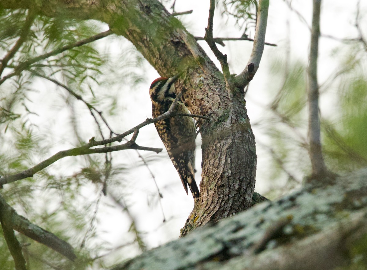 Yellow-bellied Sapsucker - ML646379123