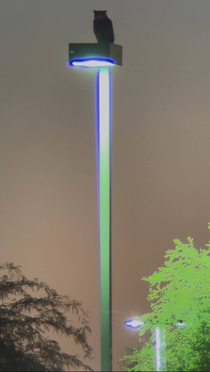 Great Horned Owl - ML646379124