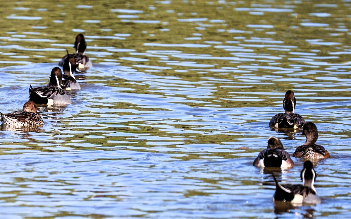 Northern Pintail - ML646379130
