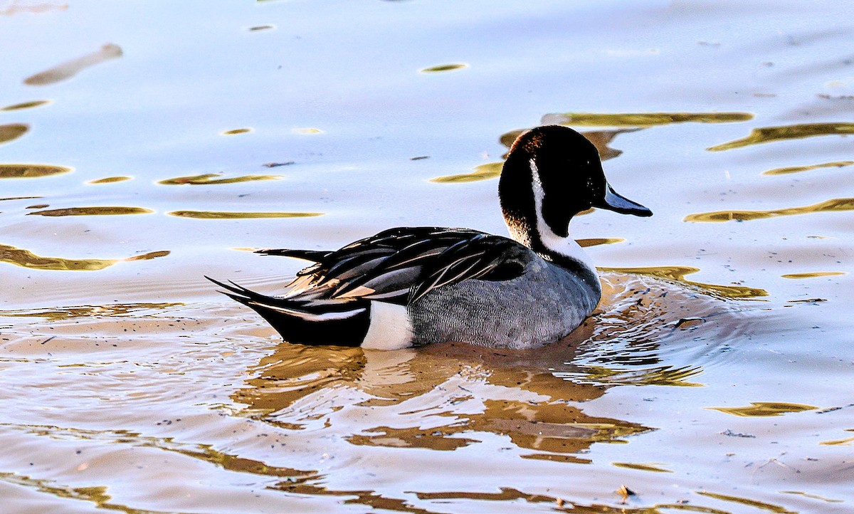 Northern Pintail - ML646379131