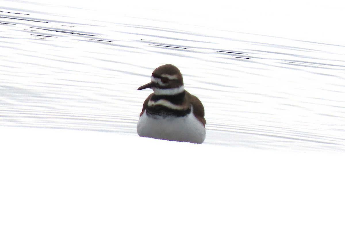 Killdeer - ML646379132