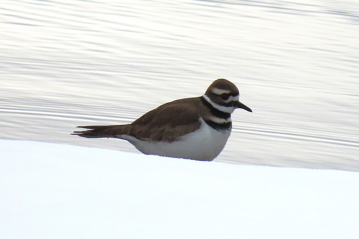 Killdeer - ML646379133