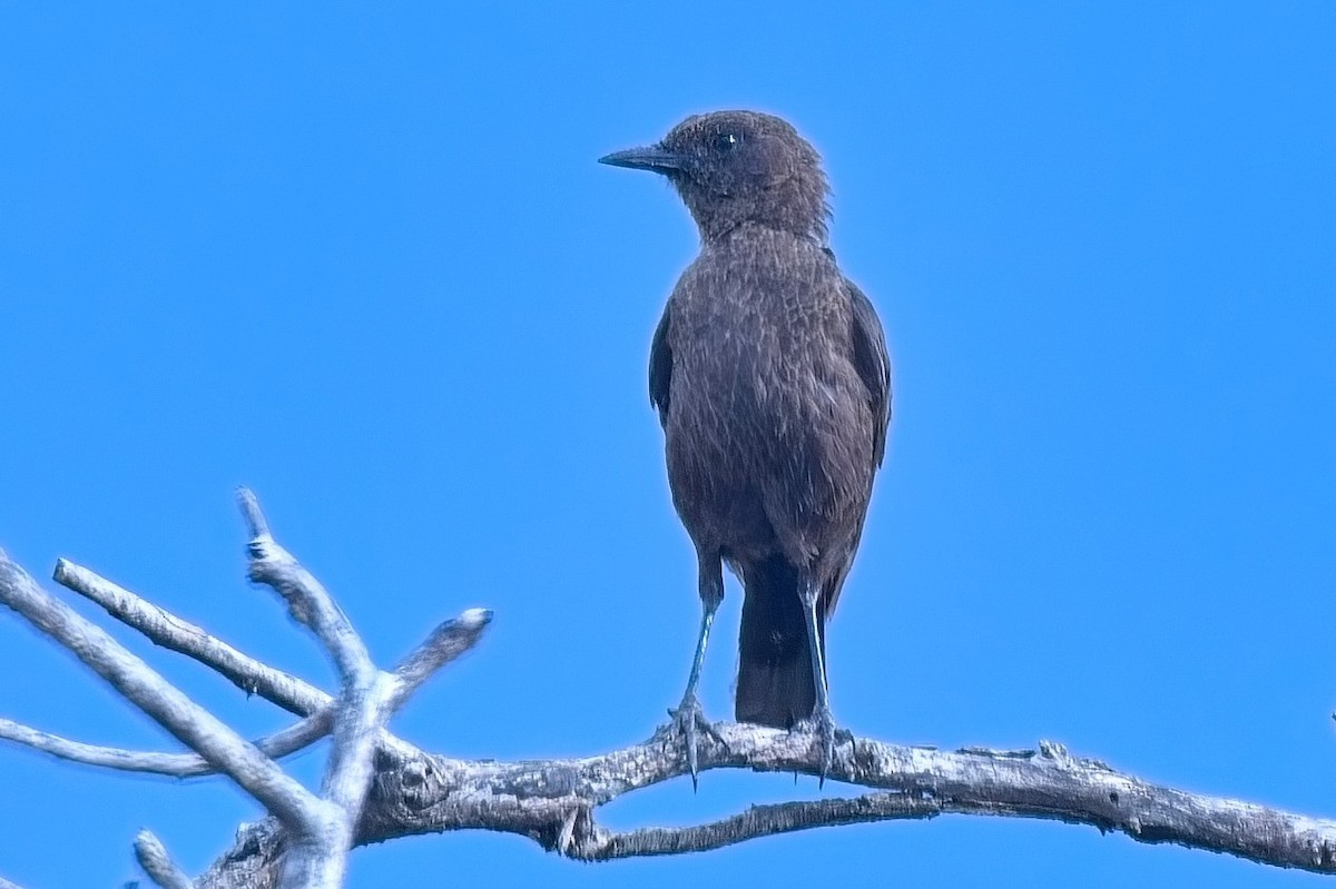 Southern Anteater-Chat - ML646379134