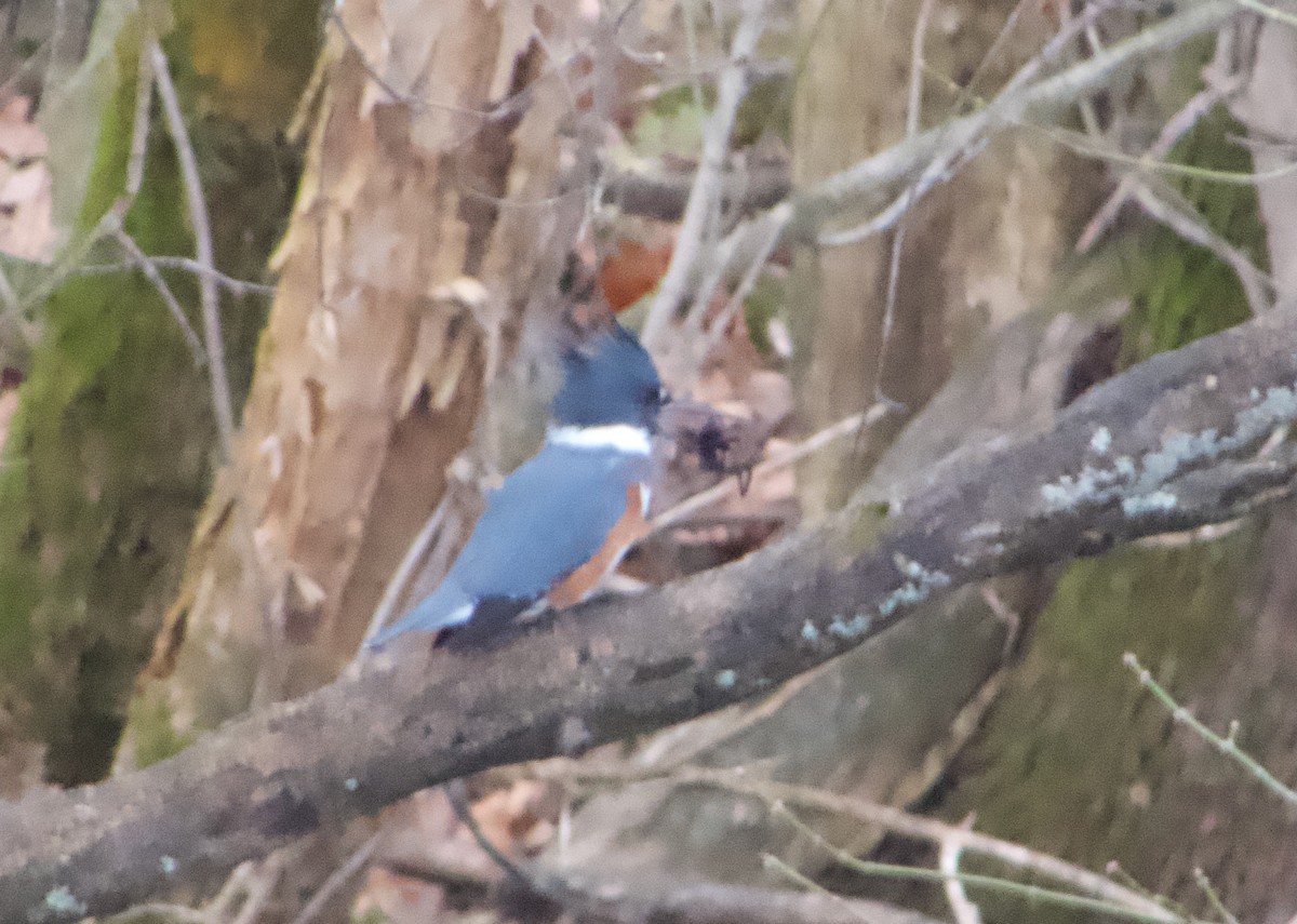 Belted Kingfisher - ML646379136