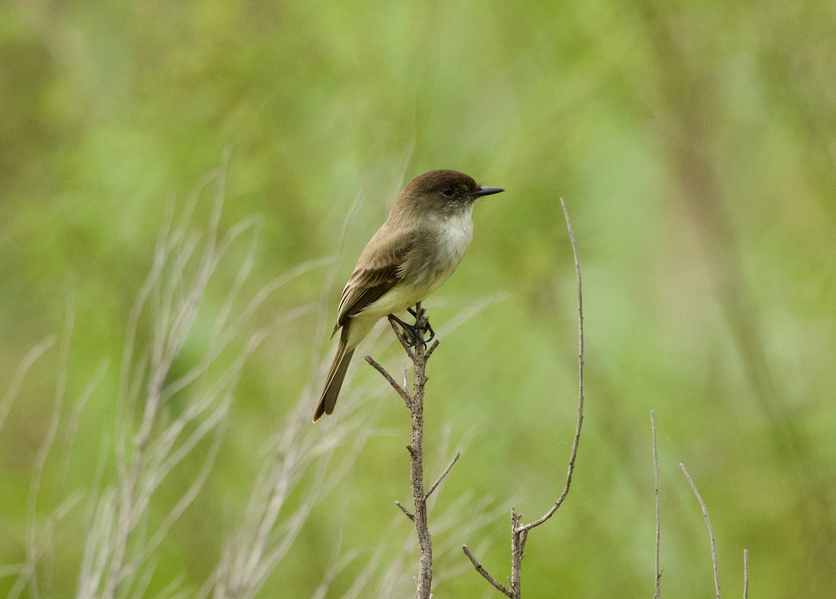Eastern Phoebe - ML646379137