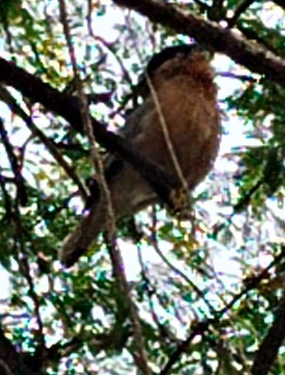 Brahminy Starling - ML646379138