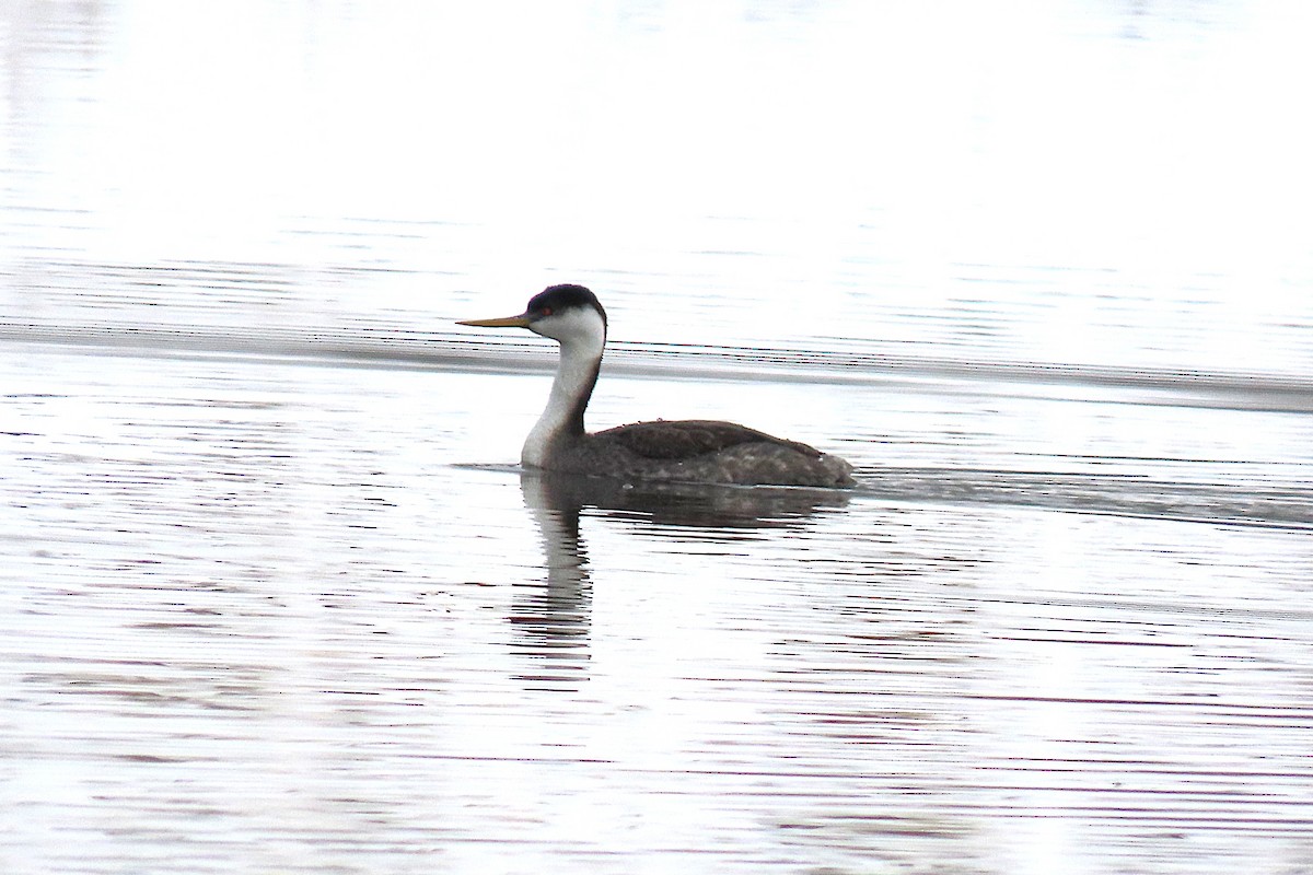 Western Grebe - ML646379139