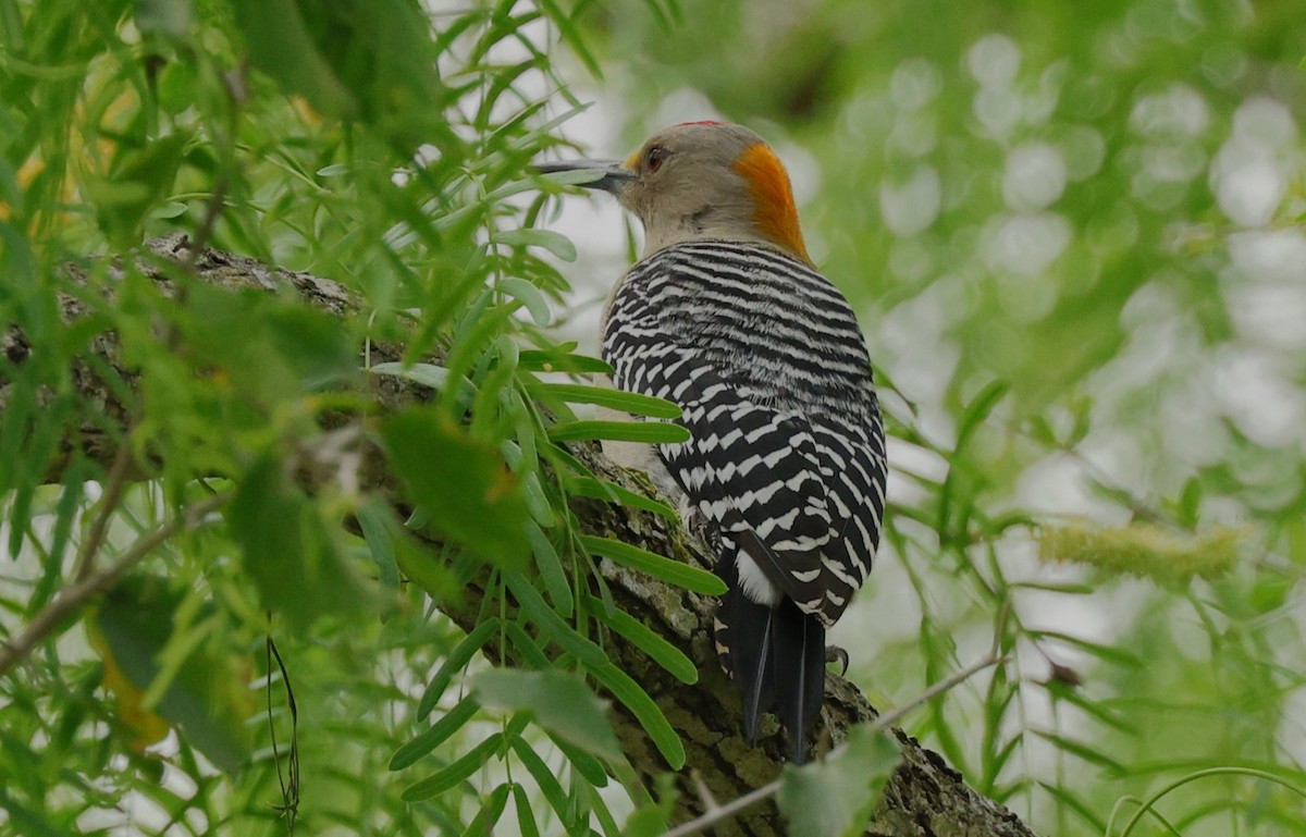 Golden-fronted Woodpecker - ML646379140