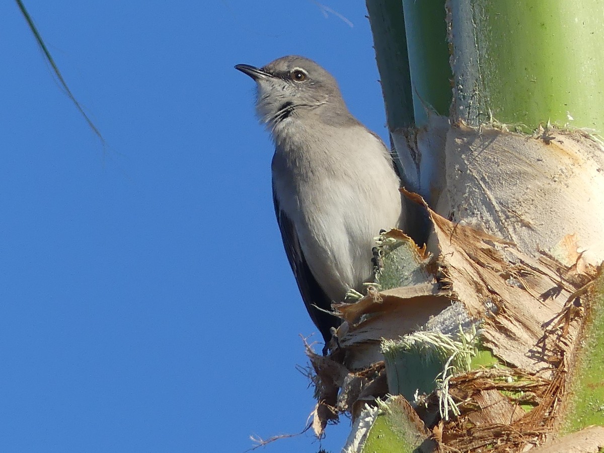 Northern Mockingbird - ML646379141