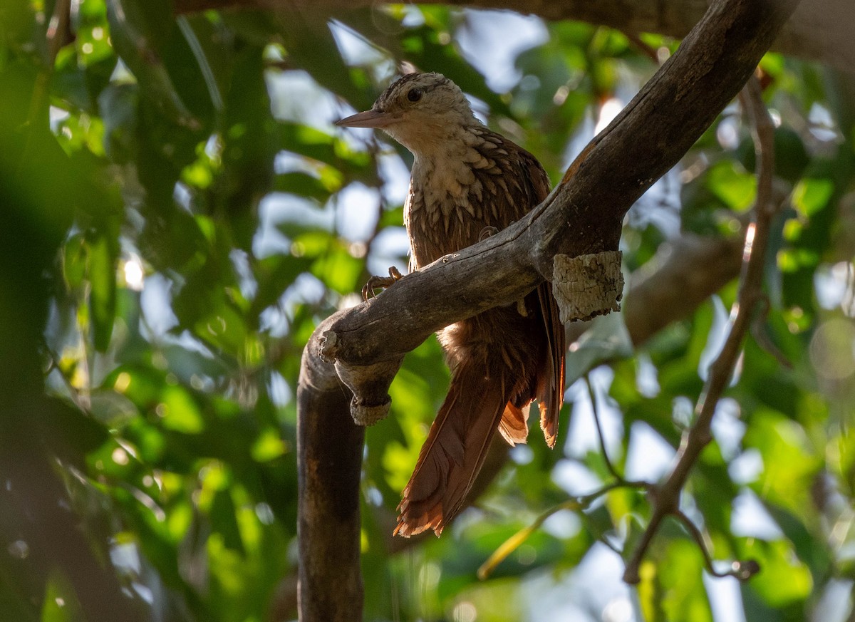 Straight-billed Woodcreeper - ML646379142