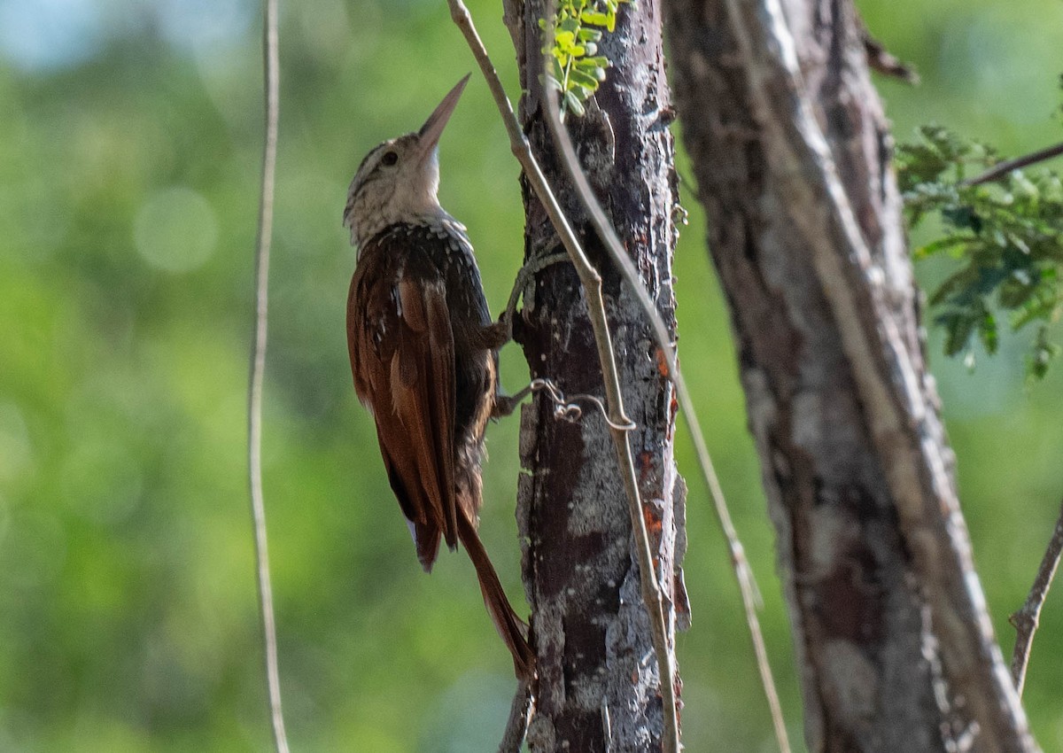 Straight-billed Woodcreeper - ML646379143