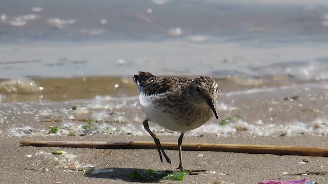 Least Sandpiper - ML646379146