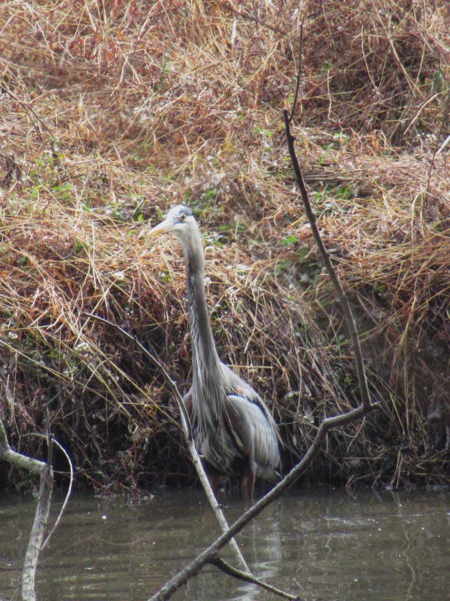 Great Blue Heron - ML646379147