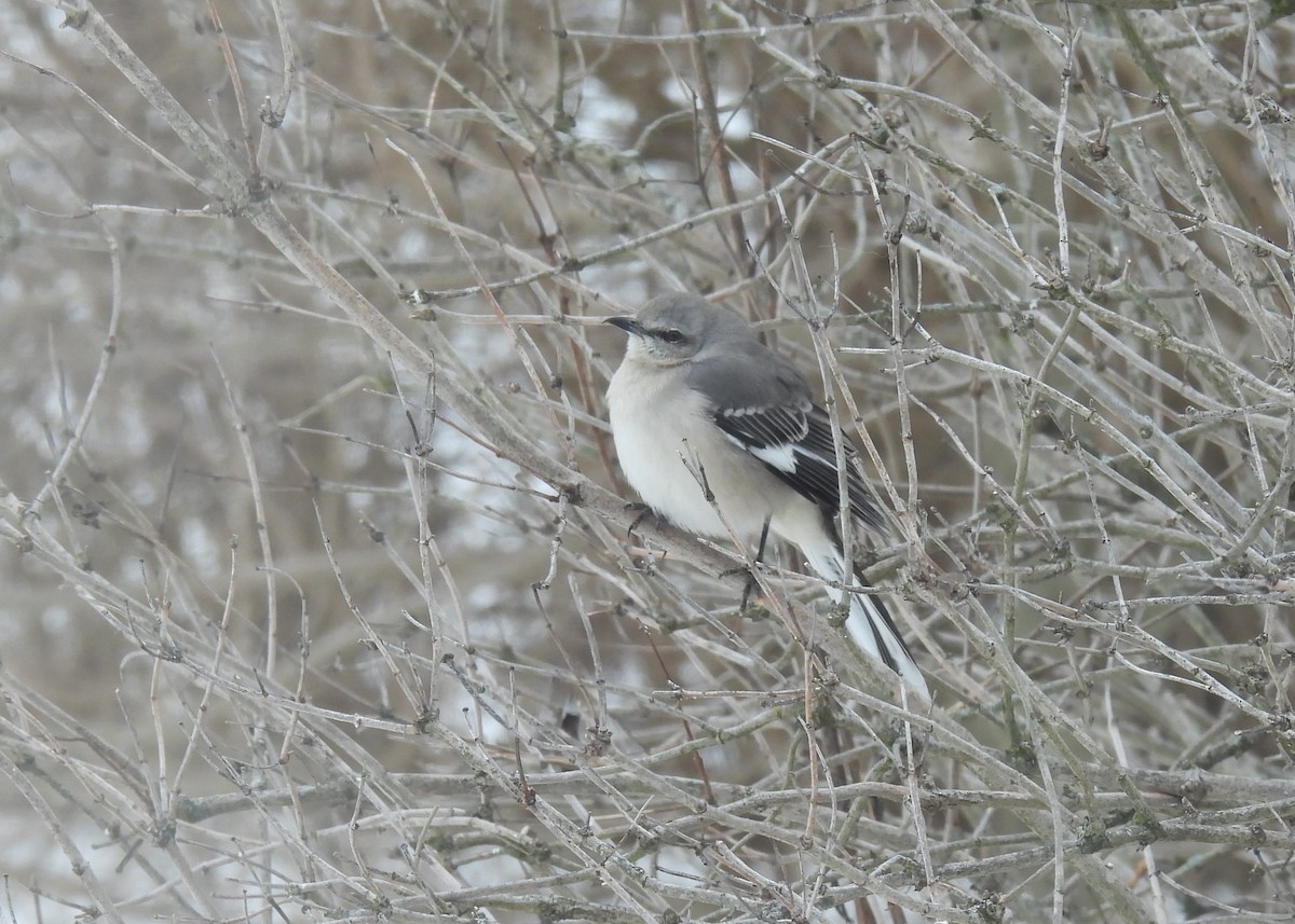 Northern Mockingbird - ML646379148