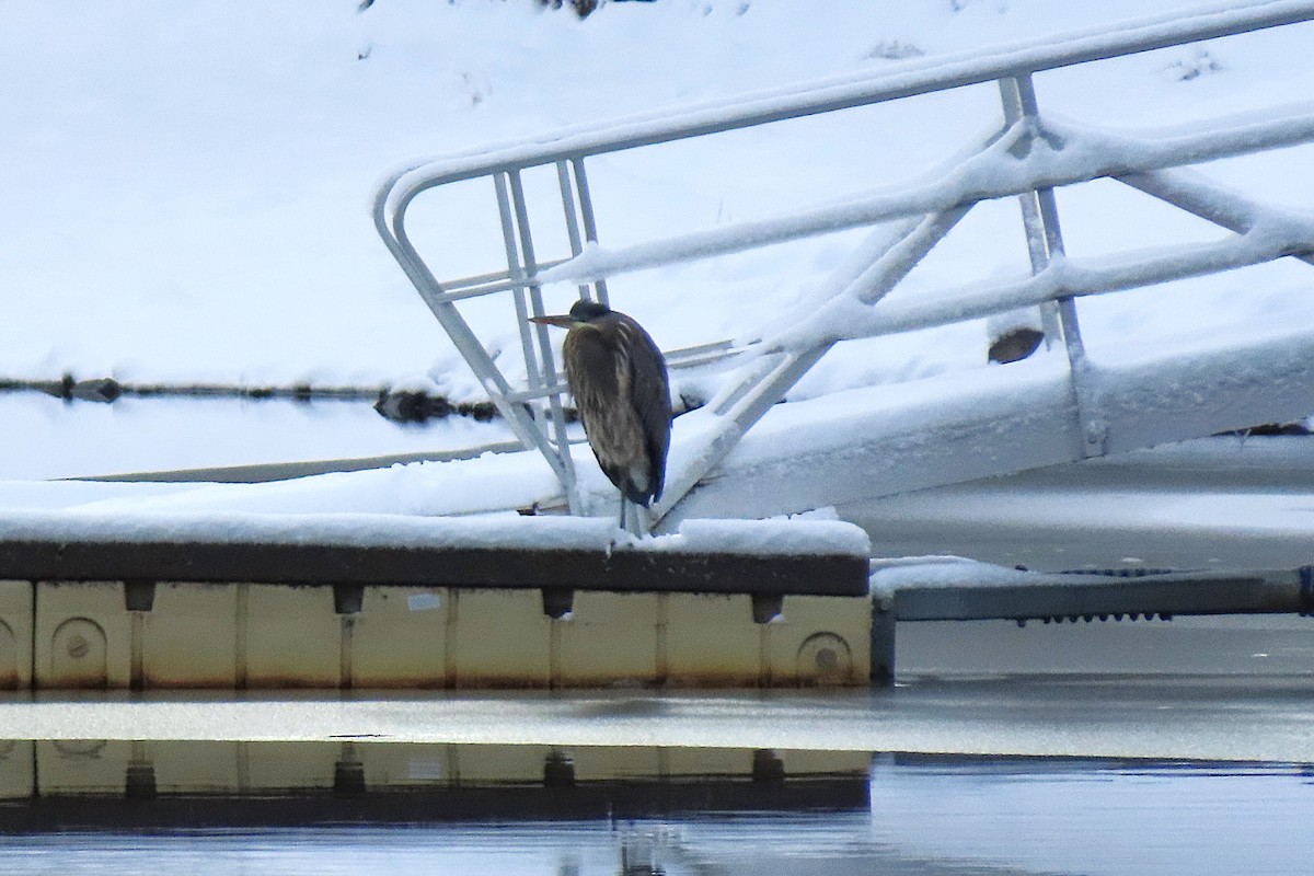 Great Blue Heron - ML646379149