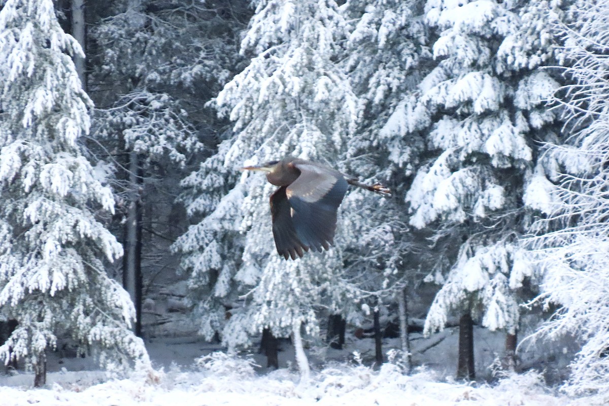 Great Blue Heron - ML646379150