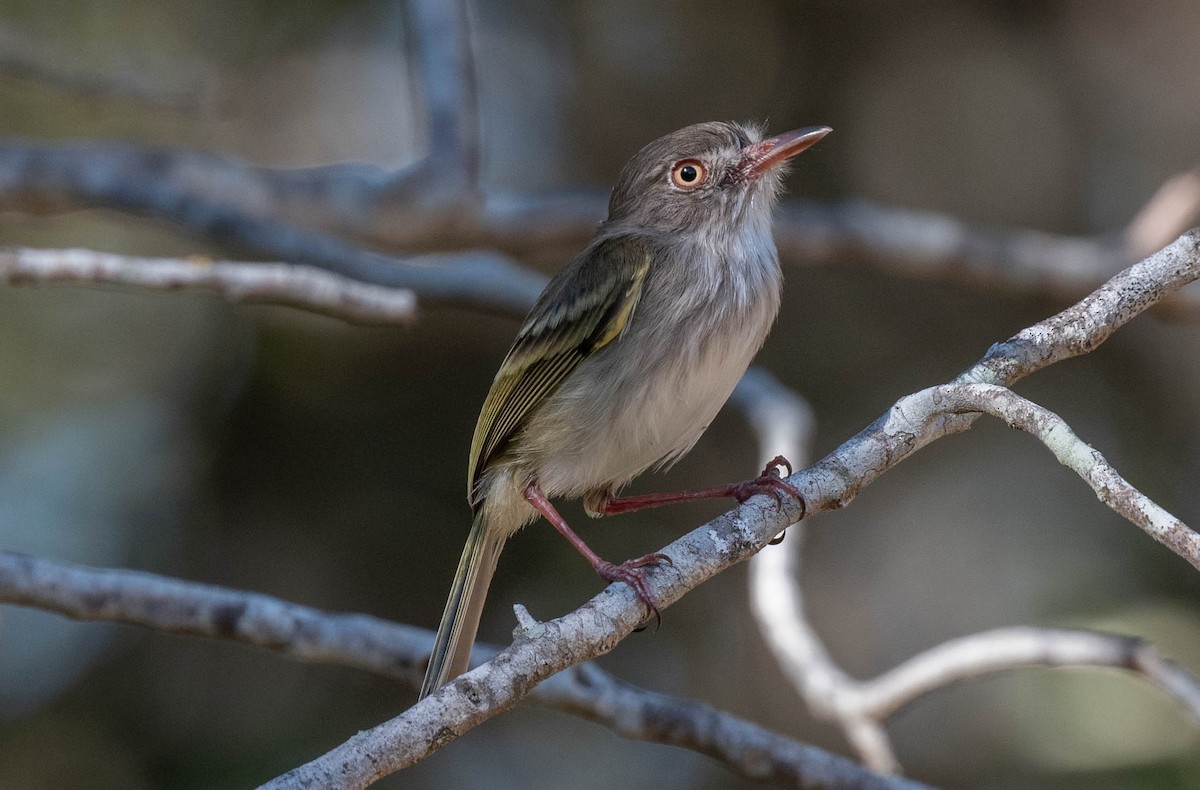 Pearly-vented Tody-Tyrant - ML646379151