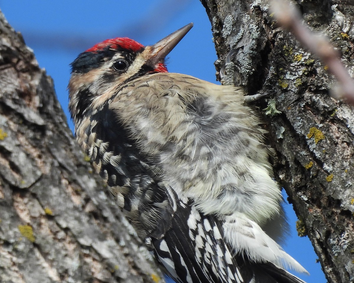 Yellow-bellied Sapsucker - ML646379152