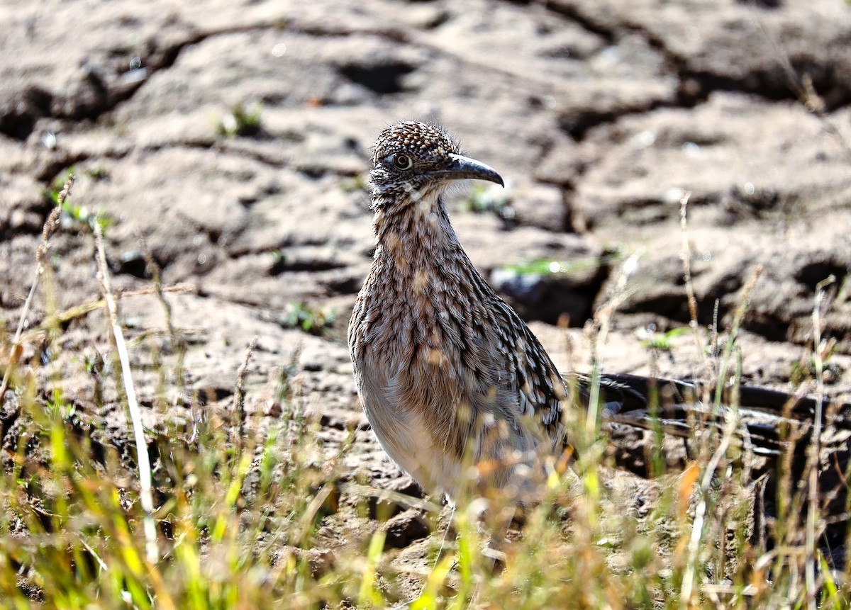 Greater Roadrunner - ML646379153