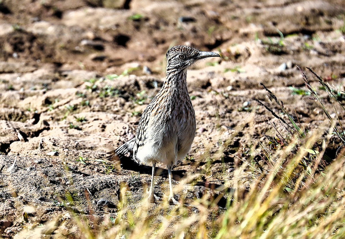 Greater Roadrunner - ML646379154