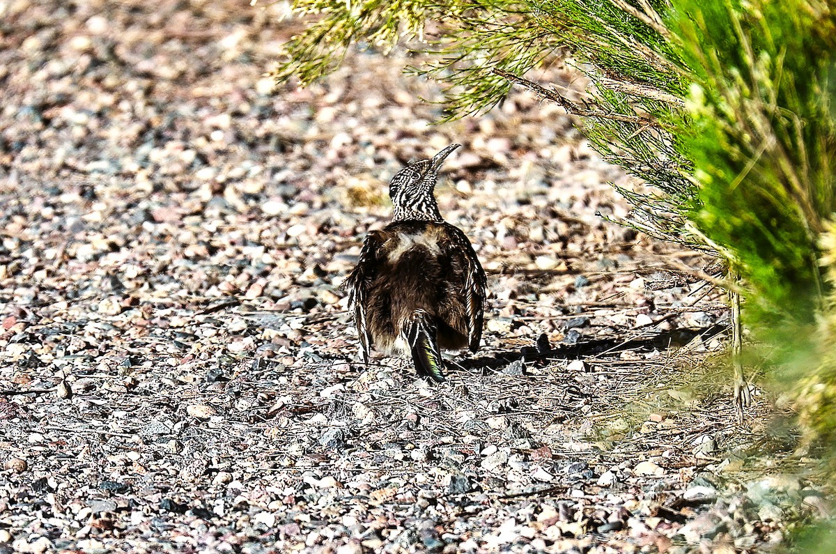 Greater Roadrunner - ML646379155