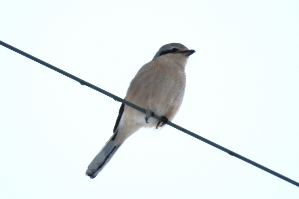 Northern Shrike - ML646379156