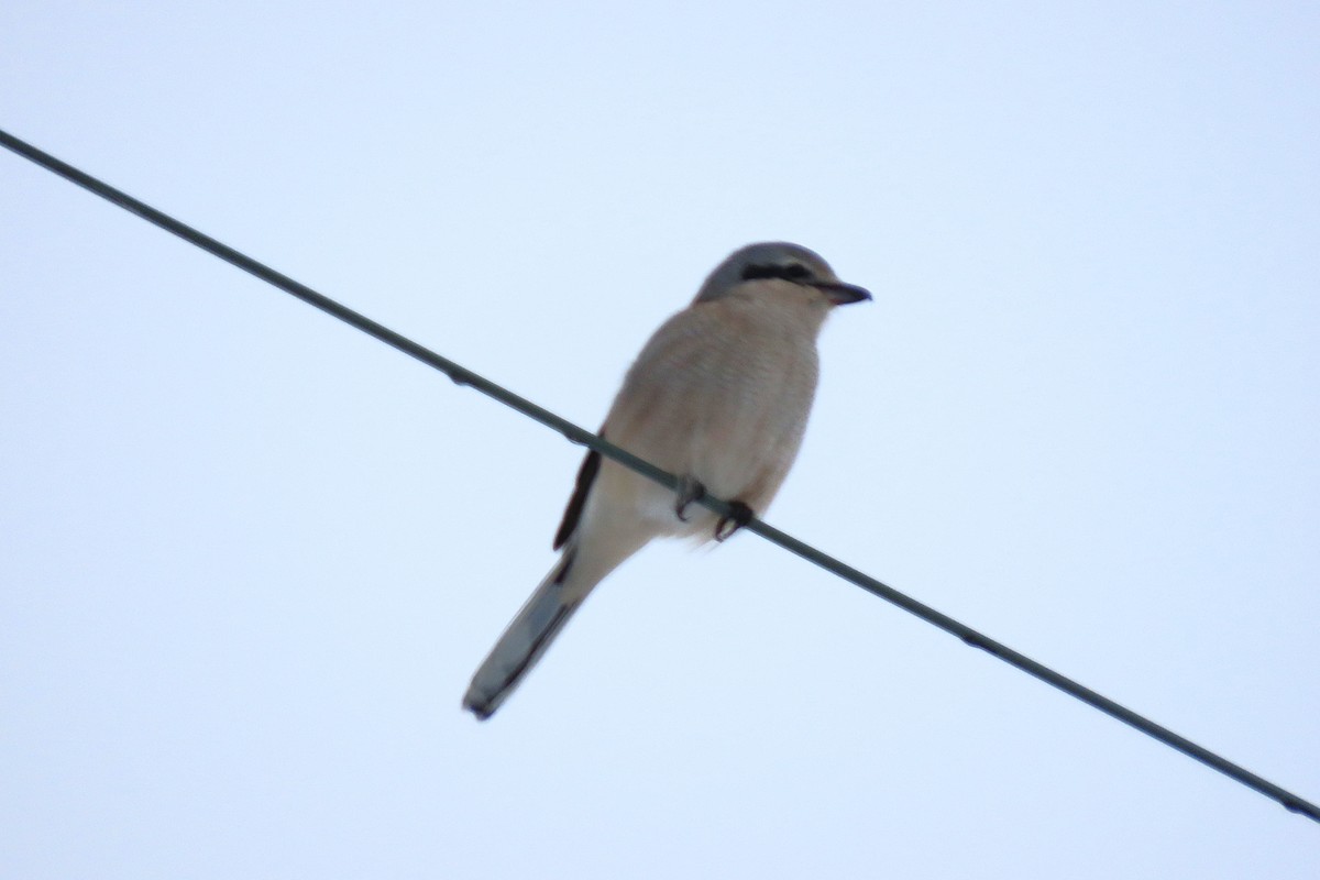 Northern Shrike - ML646379157