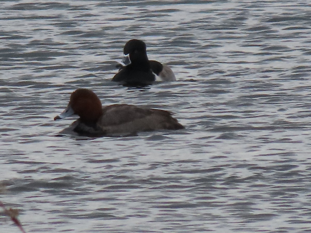 アメリカホシハジロ - ML646379159